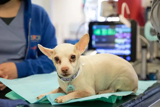 Small white dog on exam on table