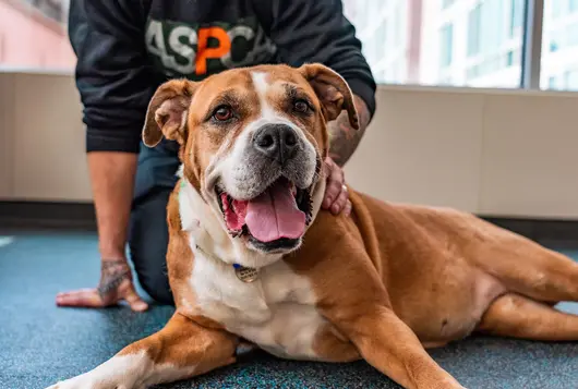 Brown dog being pet by ASPCA staff member