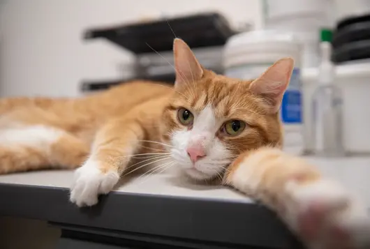 Orange cat on desk
