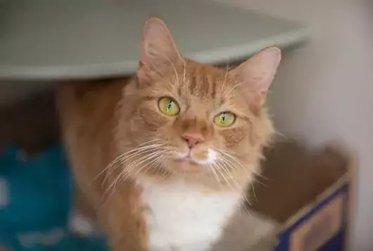 orange fluffy cat peeks out from kennel in animal shelter