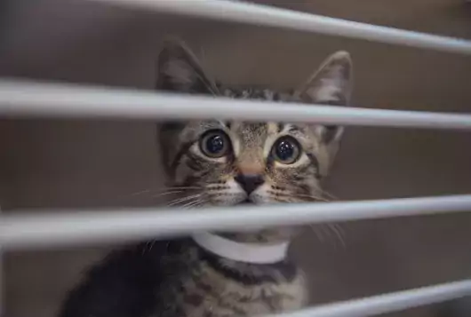 Gray kitten in enclosure 