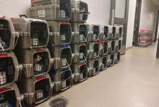 A stack of animal crates sits in a hallway waiting for transport