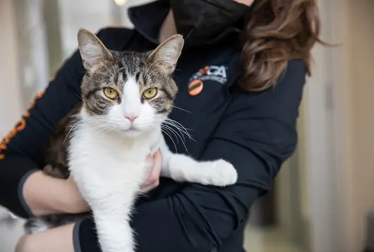 staff holding white and gray cat with green eyes looking at camera