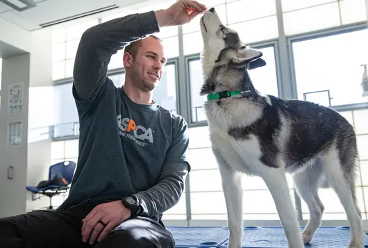 staff on the floor gives a husky type dog a treat during training