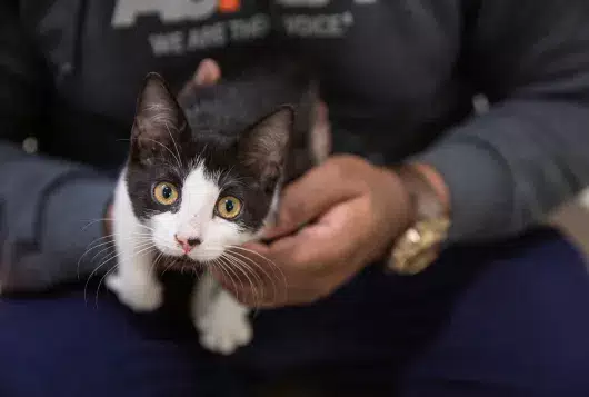 a black and white kitten in the hands of aspca staff shelter worker