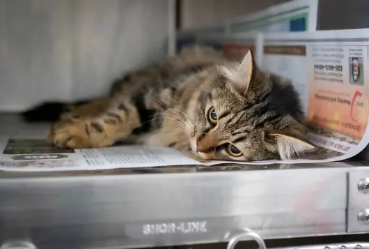 a gray and black striped cat lying on her side comfortably inside a metal kennel