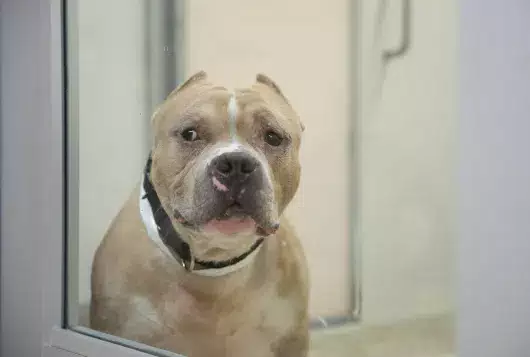 a large gray pit type dog sits in her kennel looking out the glass