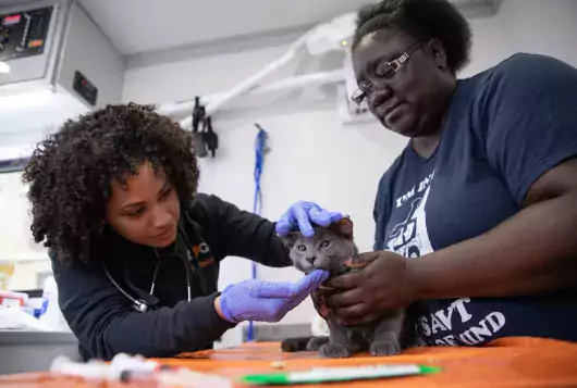 two medical staff examine a small gray cat in the clinic