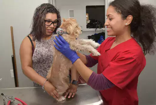a veterinary professional holds a small tan scruffy dog while his owner looks on smiling