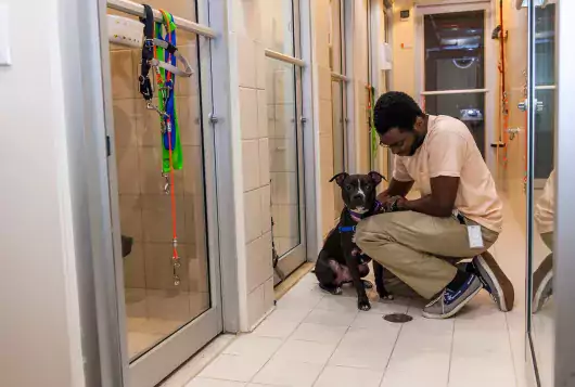 shelter staff kneeling on the floor petting a medium black and white dog