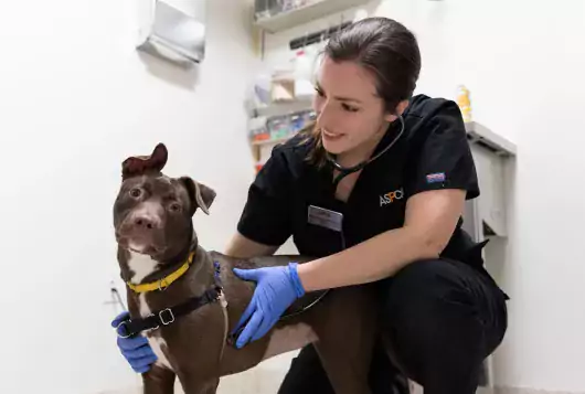 veterinary staff handles medium sized black dog in the exam room