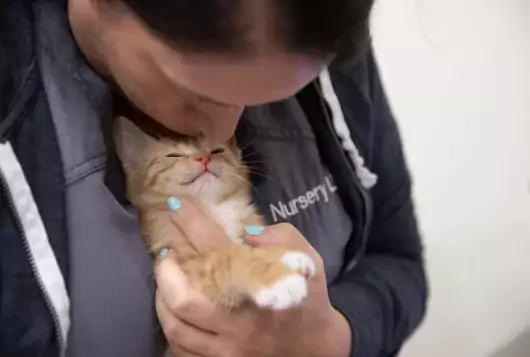 shelter medical staff holds a tan and white kitten closely and gives a gentle kiss on its head