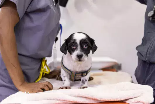 a small black and white dog looks into the camera perched on the veterinary exam table
