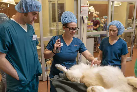 Training on prepping a dog for surgery