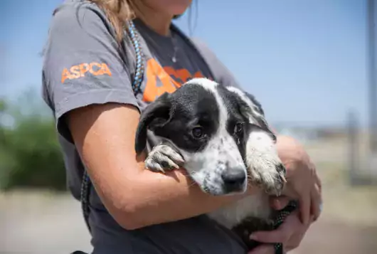 an aspca staff member wearing a branded tee shirt carries a small black and white dog from a cruelty response
