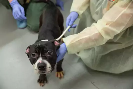 a black pit type dog is examined in a clinic by two veterinary staff. the dog is very lean.