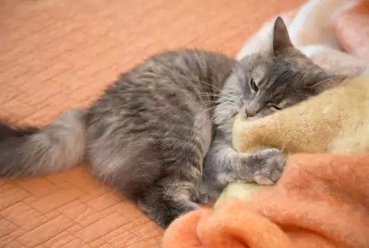 a fluffy gray cat lies napping on an orange blanket