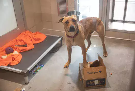 Tan dog stands in a clean kennel enclosure with one foot in a scent enrichment cardboard box