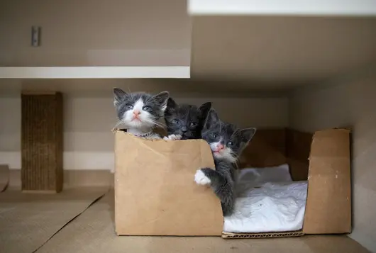 three tiny white and gray kittens inside a box in a clean shelter enclosure
