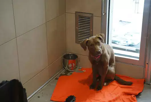a brown dog looks afraid and uncomfortable sitting inside a well equipped kennel enclosure on an orange blanket