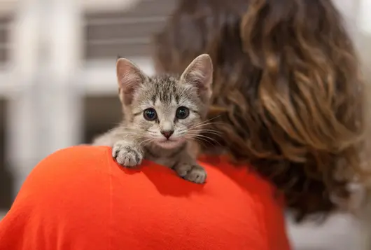 shelter staff holding kitten over her shoulder looking away from camera