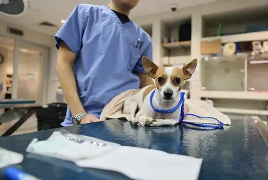 brown and white dog on examination table with person wearing blue scrubs