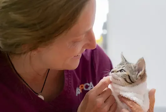 Woman holding gray kitten