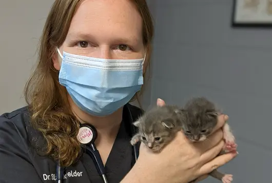 Doctor Blackwelder holds two small gray kittens while wearing her scrubs and PPE