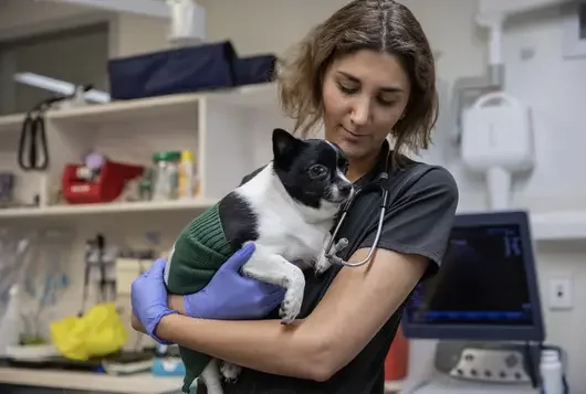 ASPCA staff member holding black and white dog