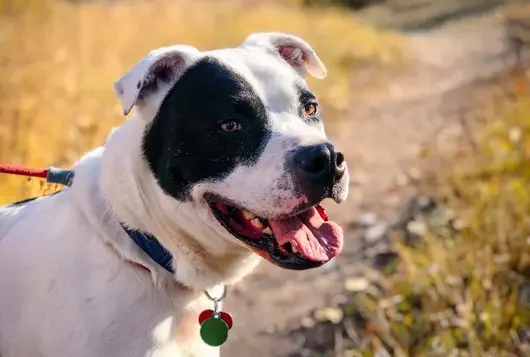 White and black dog outside