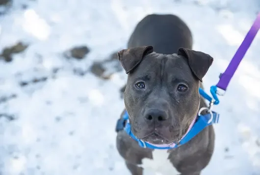 Gray dog standing in the snow