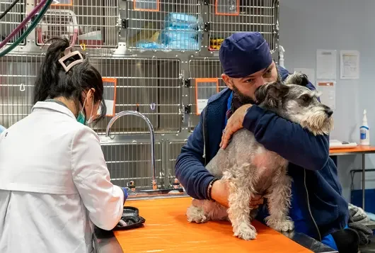 ASPCA staff examining a white and black dog