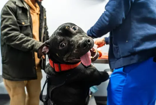 Black dog standing on hind legs looking a camera with tongue out