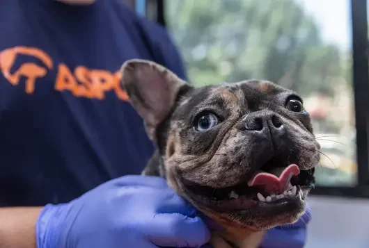 ASPCA staff member holding a black dog