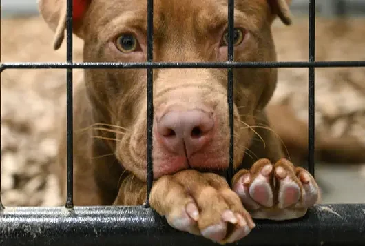 large brown dog behind kennel bars