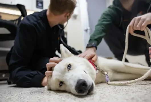 Medical staff checking vitals of a white dog on the floor