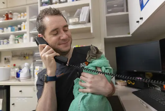ASPCA staff on the phone holding a gray cat wrapped in a green blanket