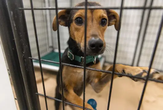 Black and brown dog in a kennel standing on its hind legs with its front paws on the bars of a kennel