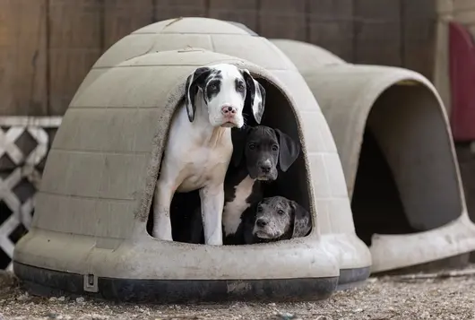 3 black and white dogs peak out of an outdoor dog house