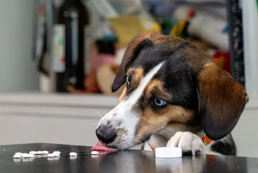 Dog eating white bottle pills on table