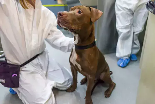 Dog in a vet clinic