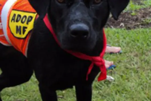 a dog wearing a vest that says, "Adopt me".