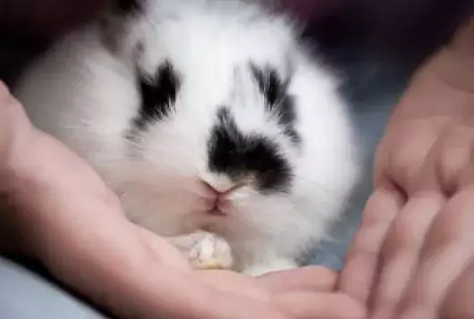 black and white rabbit held in hands