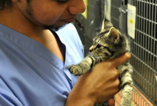 vet smiles at kitten he is holding