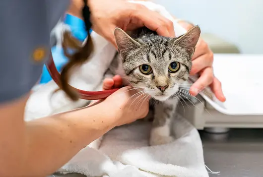 cat having exam in clinical office