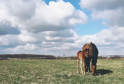 two horses in a field eating greenery