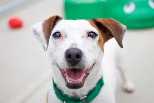 brown and white dog smiles at camera