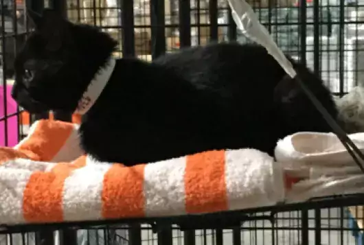 black cat lays down in enclosure