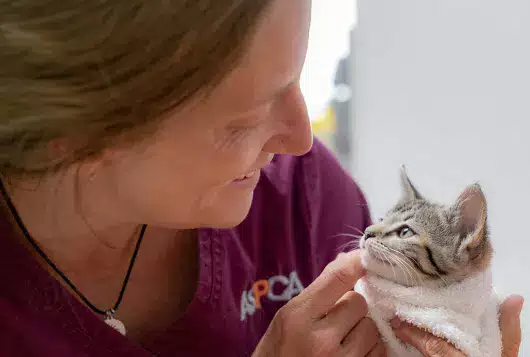 Staff gently handling a cat after examination