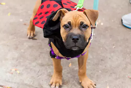 dog wearing ladybug costume